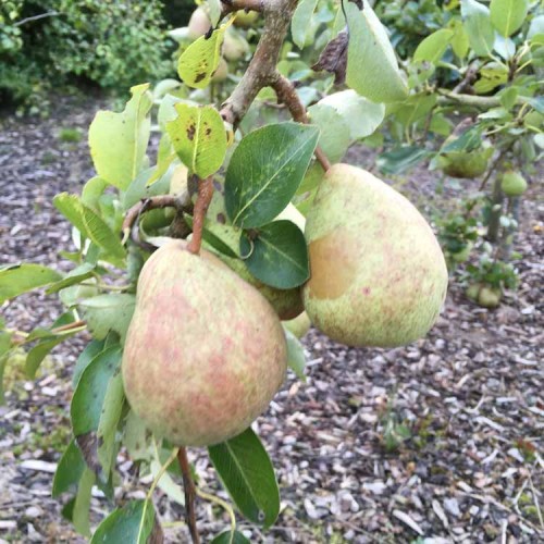 Bareroot  Pear Pyrus Beth Tree Dessert | ScotPlants Direct